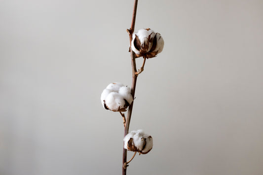 Benefits of Organic Cotton: Why You Should Switch to Sustainable Fashion